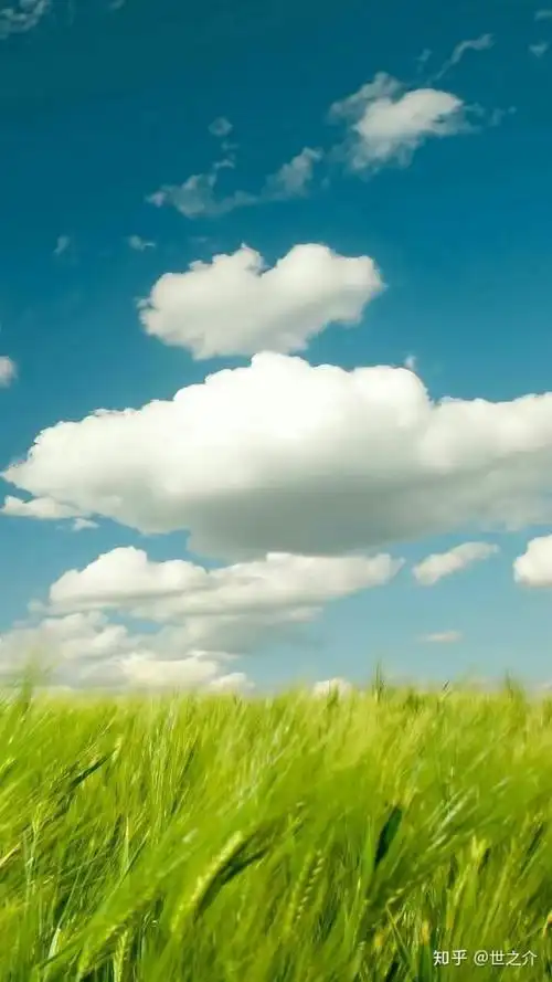 有什么干净清爽的壁纸?