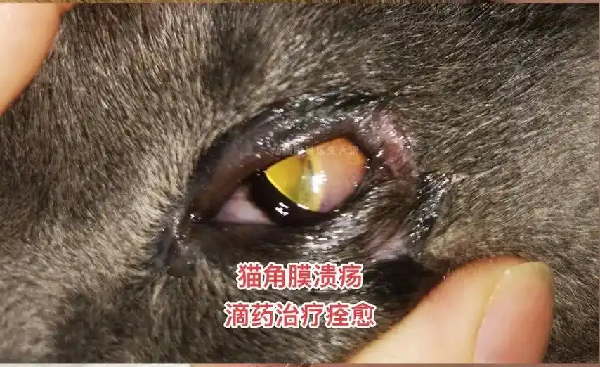 猫眼睛变红发白角膜炎角膜溃疡