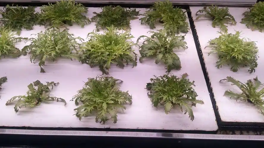 天府农博园利用人工光照在室内种植的蔬菜