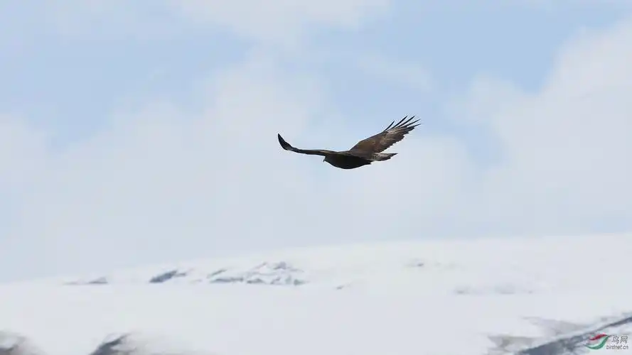 猛禽雪域雄鹰棕尾