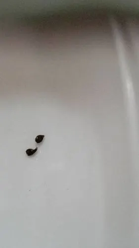 仓鼠的屎是这个样子的吗