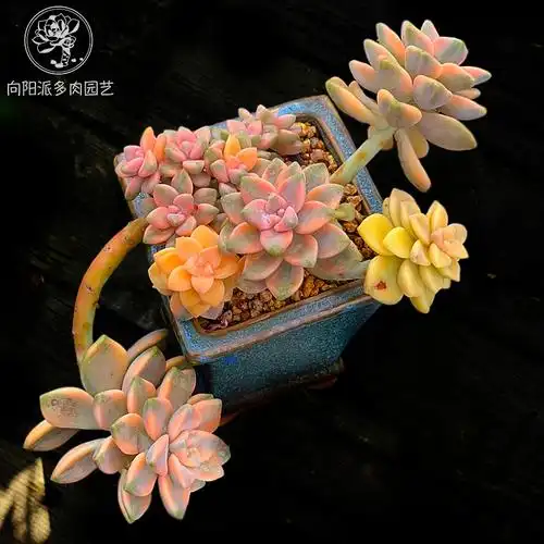 美杏锦多植物自然出锦一物一拍绿植花卉窗台多肉植物