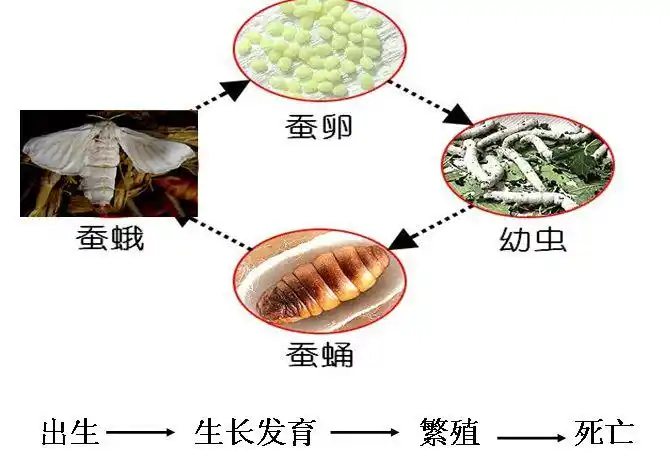 第二单元《动物的生命周期》单元知识点整理 - 蒋老