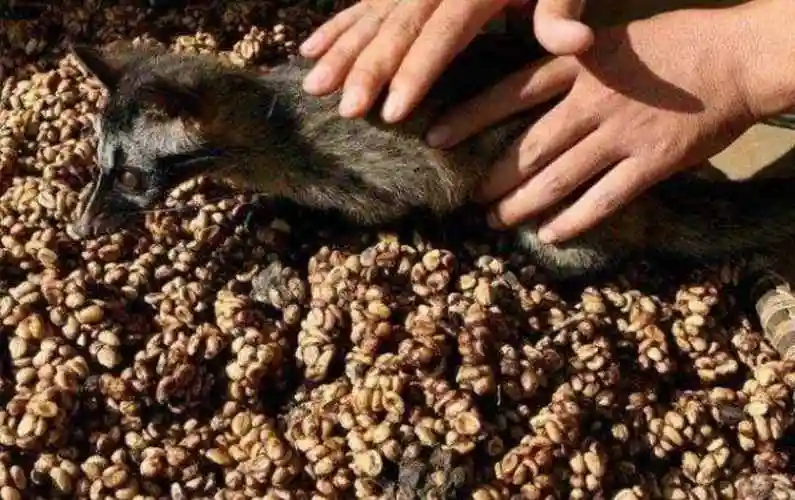 醇香的猫屎咖啡背后,是麝香猫如此悲惨的猫生