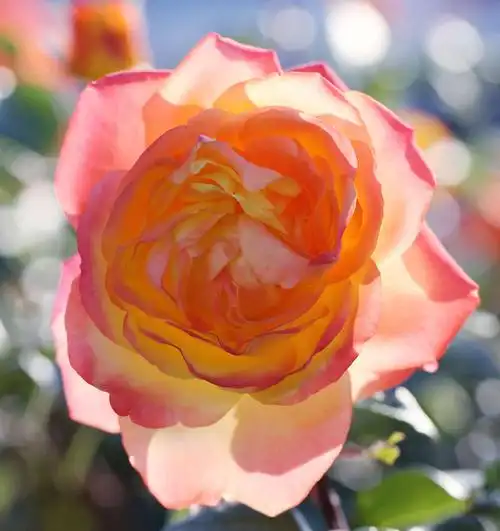 色彩斑斓的月季花(下)