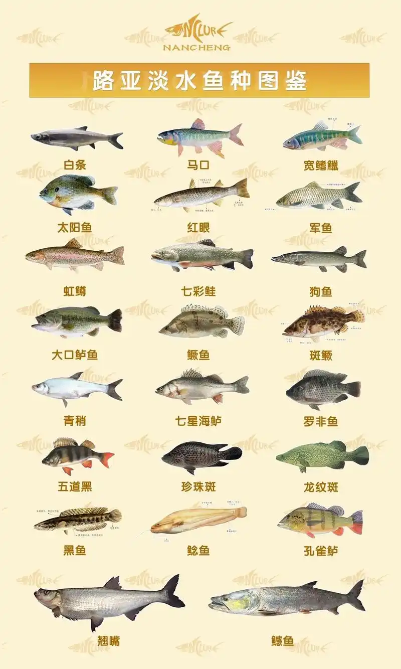 路亚91.最漂亮的还是马口95 色彩斑斓 - 抖音