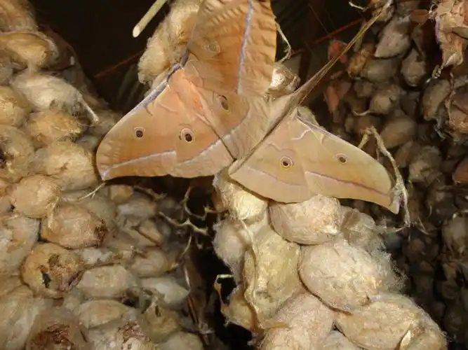 雄蚕蛾【原创】