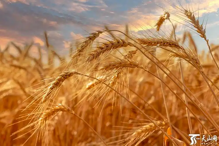 图说新疆金色田野麦浪滚滚
