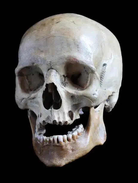 形状,头骨,华丽的,正面视角,张着嘴正版图片素材下载