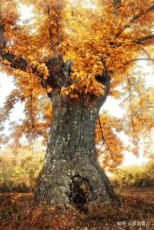 超美高清美图欣赏奇特的大树