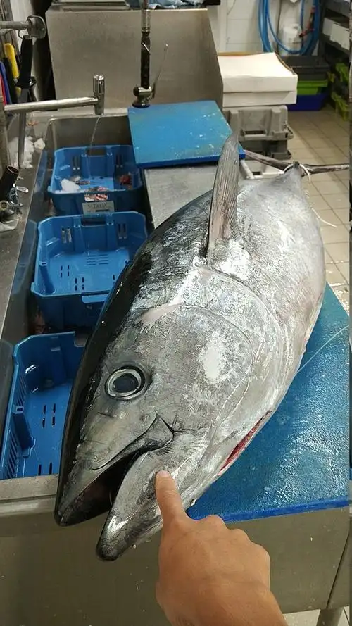 鱼市场里的金枪鱼