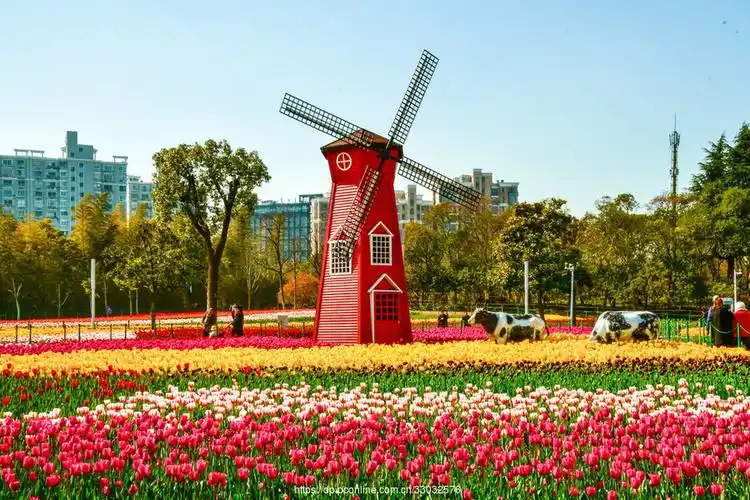 漫地遍植郁金香 ——大宁郁金香公园