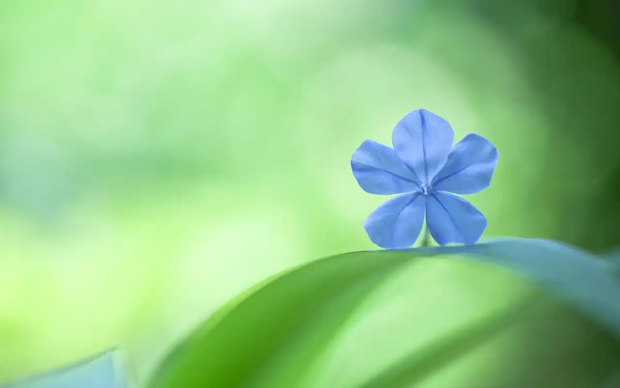 绿色护眼非主流小清新素雅花朵桌面壁纸第一辑
