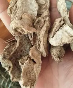 中药材 菊三七 别名土三七 血当归 菊叶三七根部切片晒干500克 件