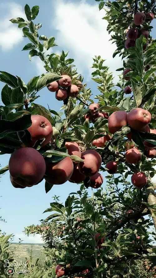 金色的秋天,丰收的季节.