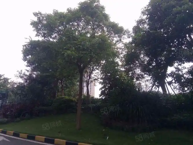 保利碧桂园悦公馆b区三房两厅两卫近学校安静中高楼层