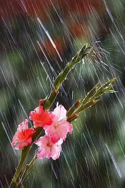 雨中的花朵特别的美
