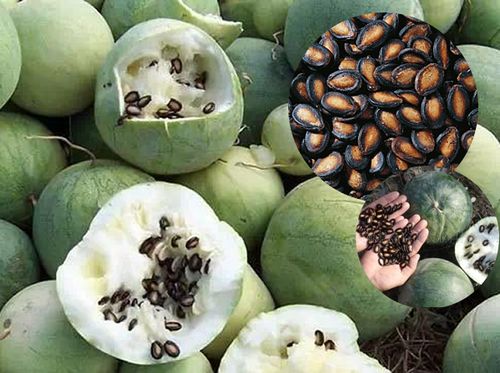生打瓜子生货西瓜子黑瓜子生的未加工一份5斤一份包邮