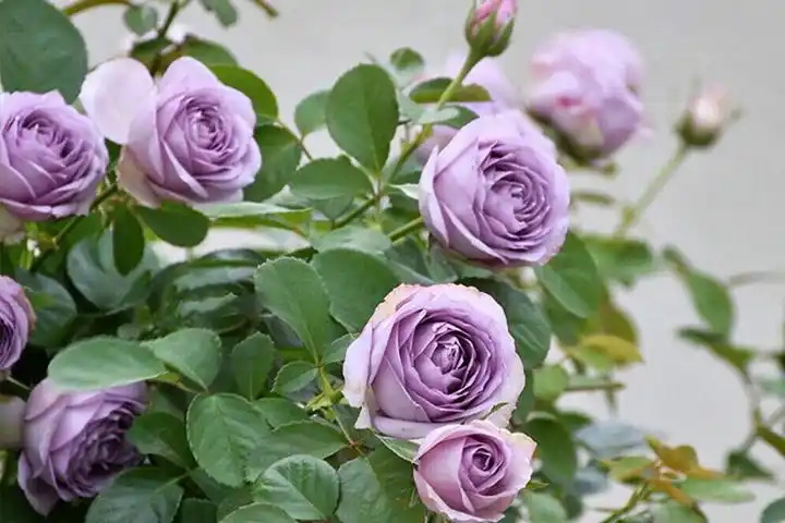 紫丁香月季_图片_优缺点介绍-藤本月季网