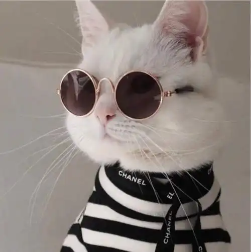 很火的猫咪头像图片