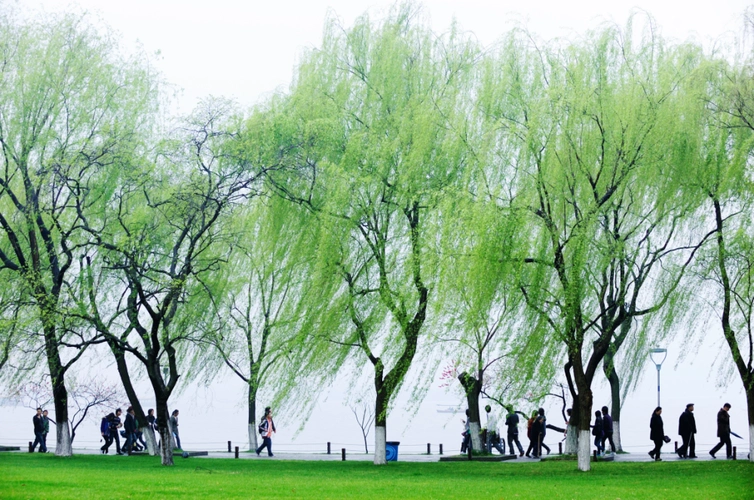 据《钱江晚报》报道,近期西湖边景观提升改造,市民突然发现柳树不见了