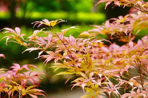 秋叶渐红鸡爪槭