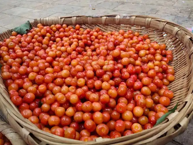 美早樱桃 冕宁小樱桃