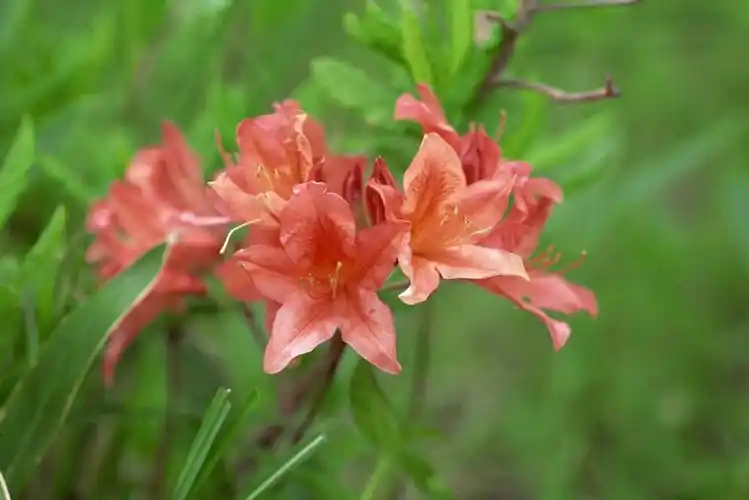 特写,白天,正面,美景,植物,杜鹃花,朦胧,模糊,盛开,景观,杜鹃,枝条