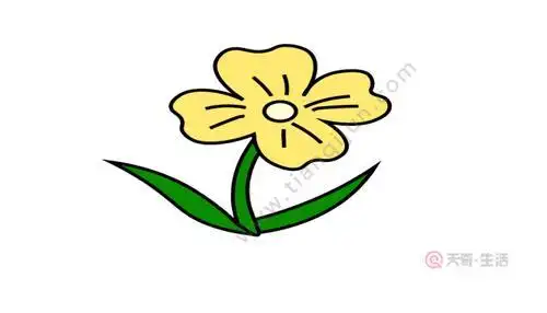 夜来香简笔画 夜来香简笔画怎么画