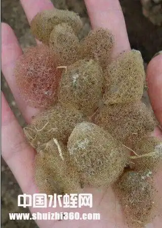 云南水蛭(蚂蝗)青年苗养殖基地:如何提高孵化率?