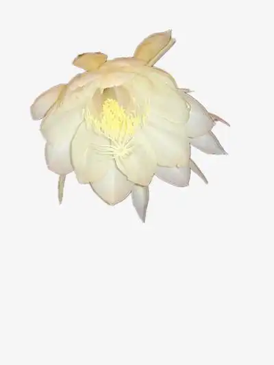 白色的昙花素材免费下载_觅元素