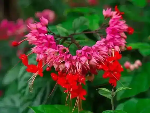 【龙吐珠花】太美了!_白萼龙