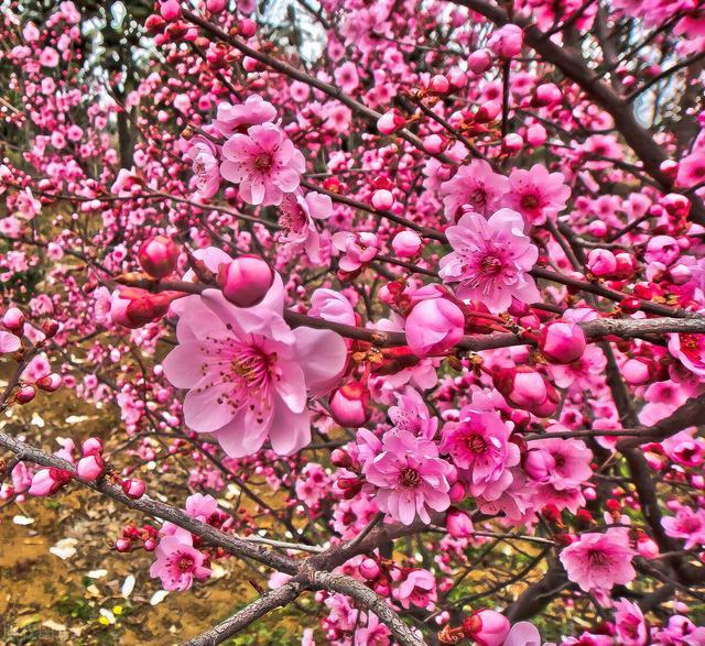 桃花盛开景色美