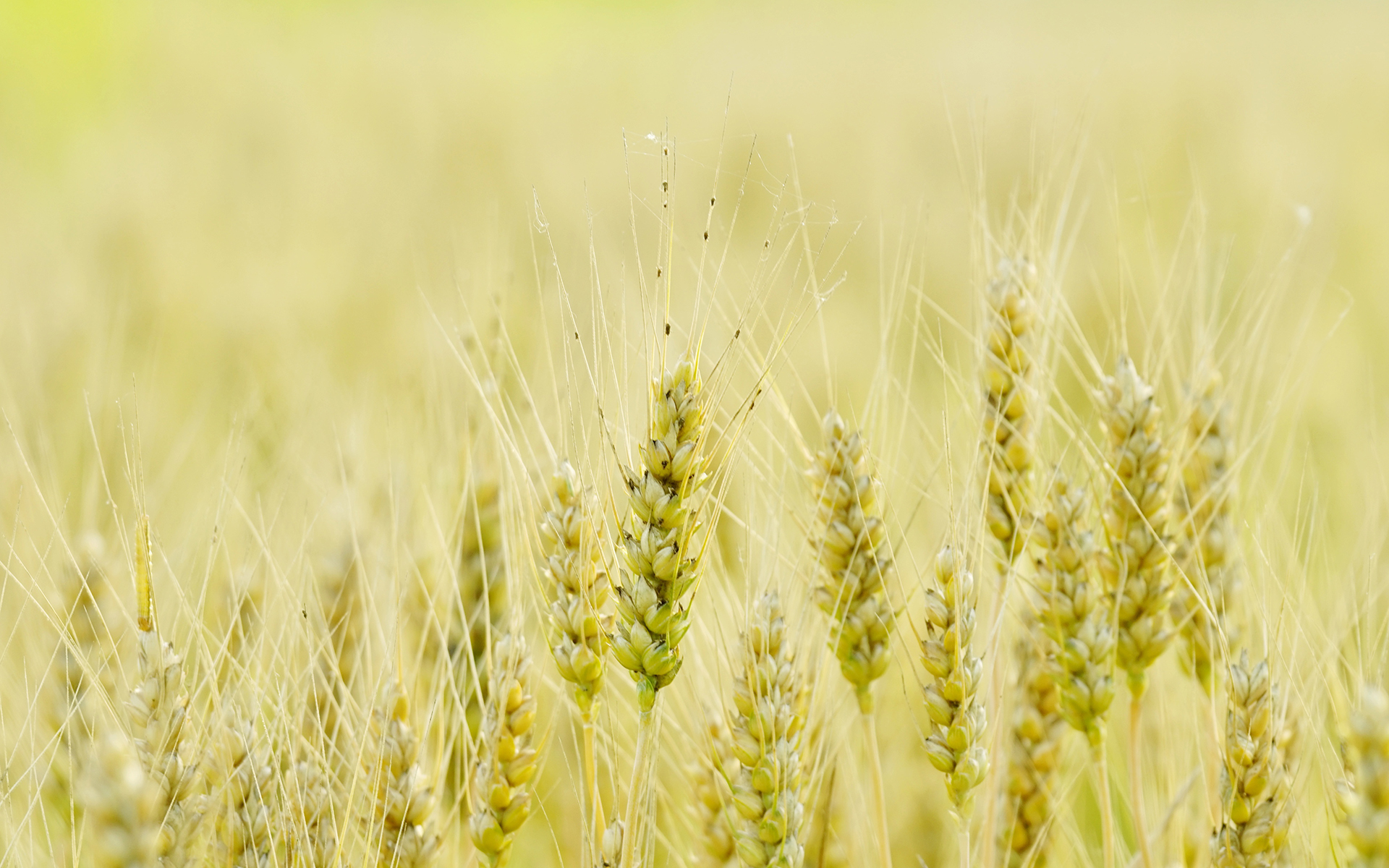 金灿灿的麦穗唯美高清桌面壁纸