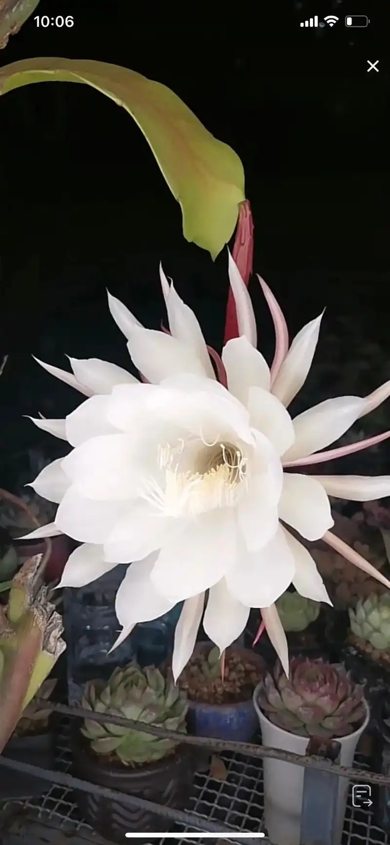 昙花一现,唯美绚烂,只为一刻,#一花一世界一叶一菩提 - 抖音