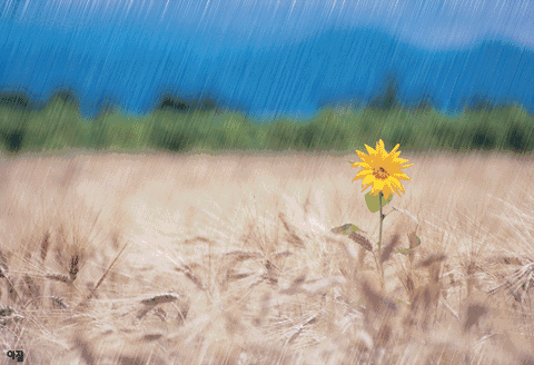 古诗词中的夏雨