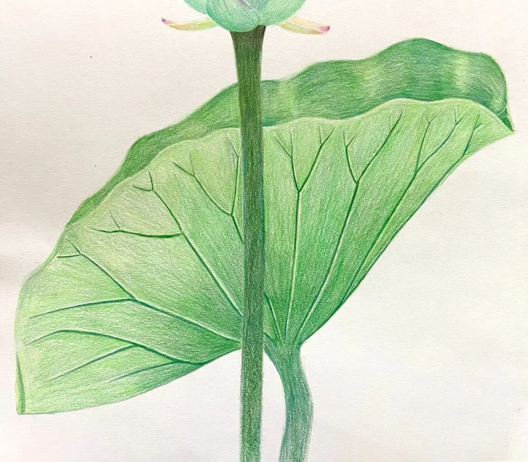 彩铅画图文教程荷花蜻蜓