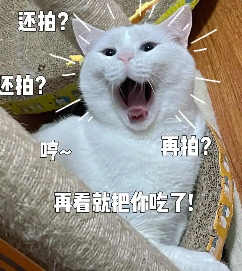 猫咪搞怪丑萌表情包