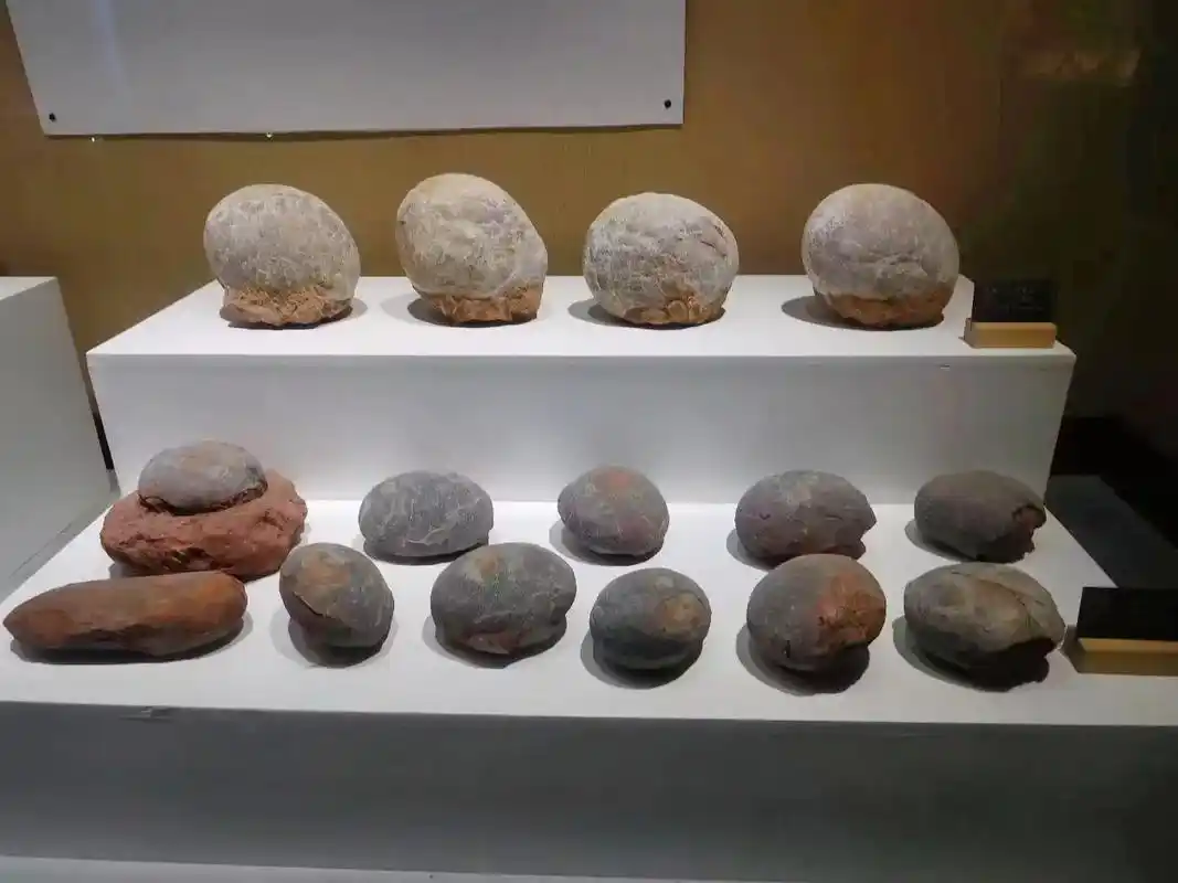 恐龙蛋化石和一些恐龙骨骼化石. - 抖音