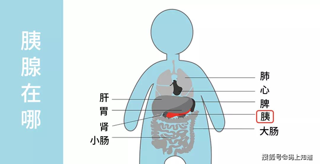 咦疑胰胰腺冷知识