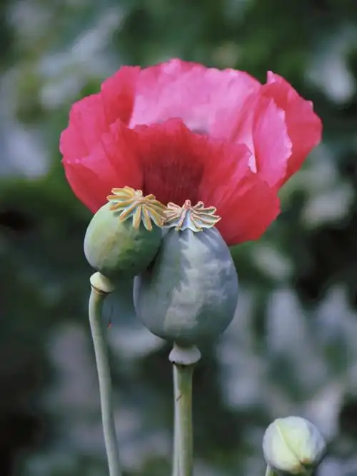 觉得国植的这个活体罂粟展非常有意义罂粟科植物不只有有毒害的罂粟