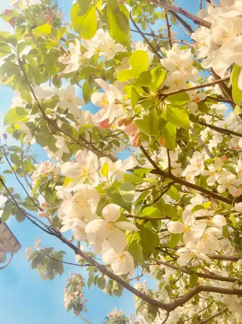 2000_2666竖版 竖屏