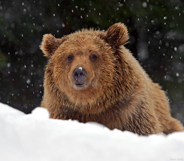 熊是一种大型哺乳动物