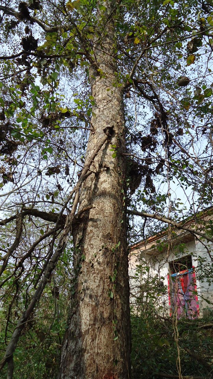 p>榔榆(拉丁学名: i>ulmus parvifolia jacq /i>)别称:小叶榆.