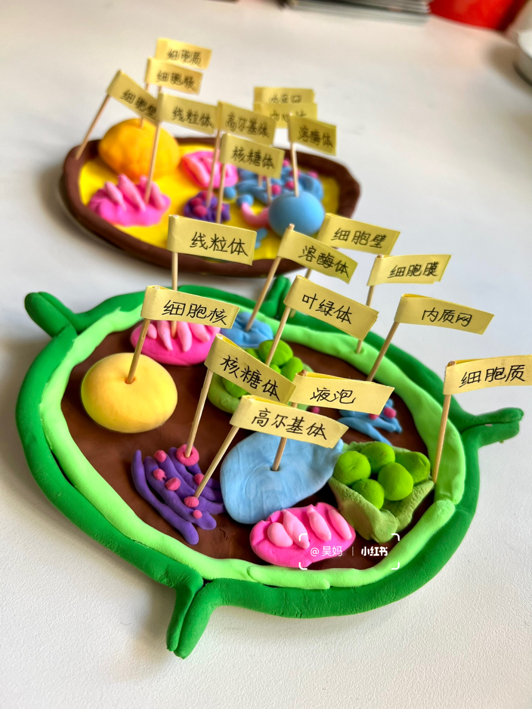 【生物启蒙/细胞模型】 生物开篇第一课,细胞王国,手工安排!