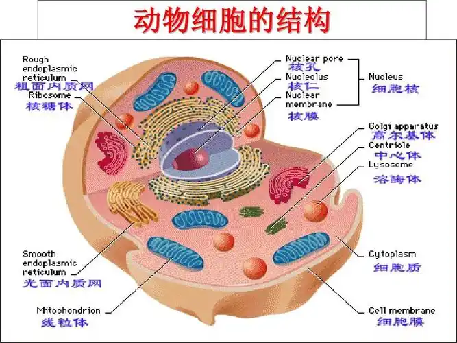 动物细胞的结构