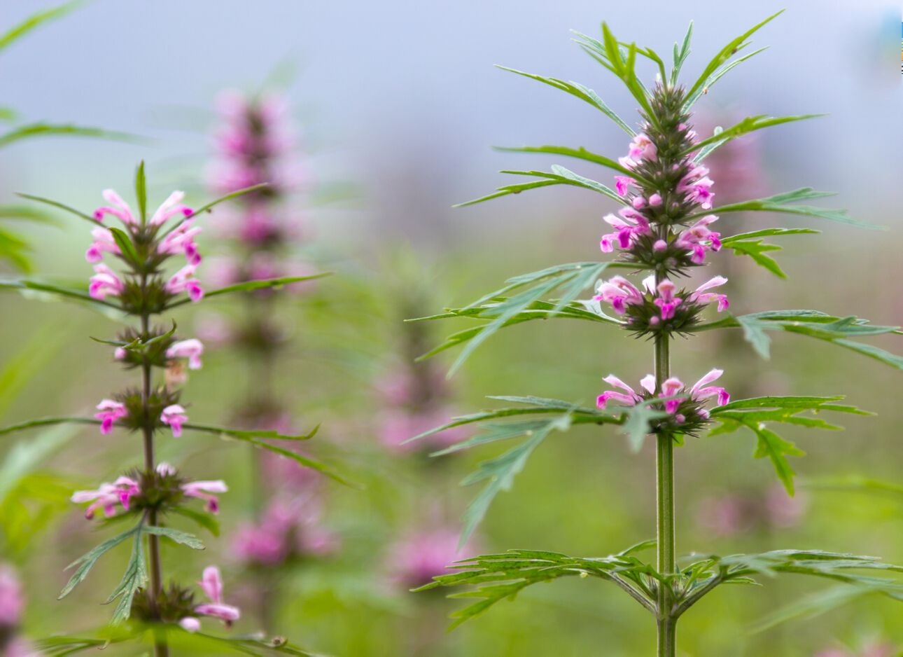 带你认识一种常见的草药——益母草③  虽然益母草的功效很广泛,但是