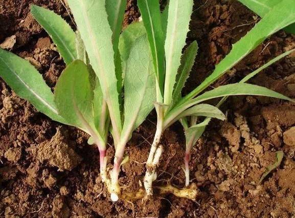 农村老家可以治百病的药物苦苦菜