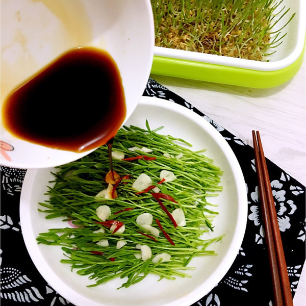 学种芽苗菜的做法_菜谱_豆果美食