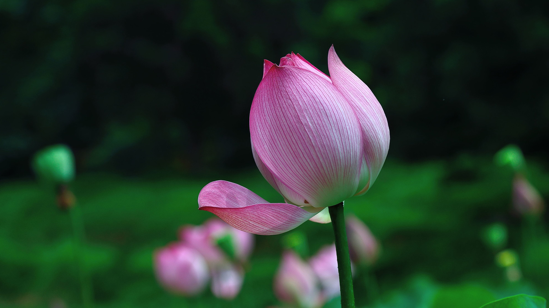 清新淡雅的荷花高清宽屏壁纸